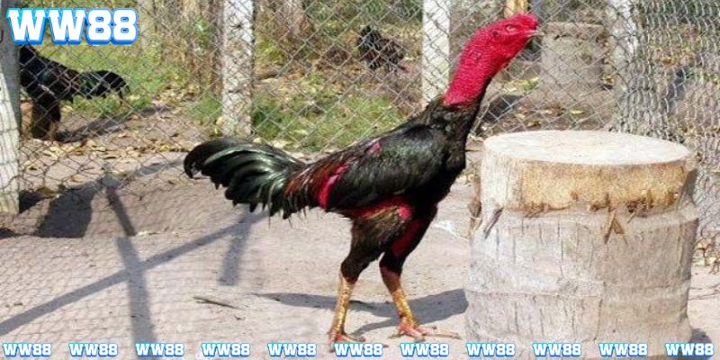 Cách nuôi gà chọi nêu rõ chế độ dinh dưỡng là rất quan trọng 